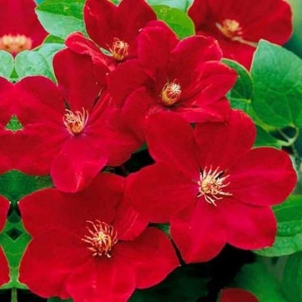 Clematis (flower Clematis spp. bright red) for planting in garden